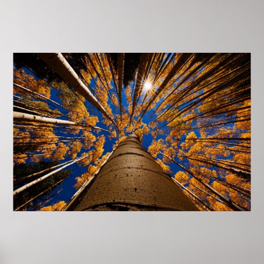 アリゾナ州フラッグスタッフの木々(サンフランシスコ・ピーク) ポスター (正面)