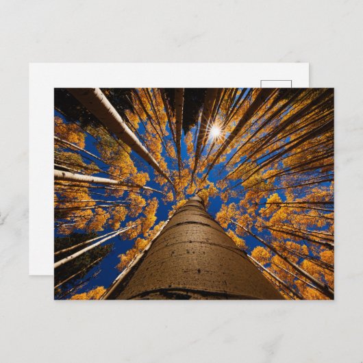 アリゾナ州フラッグスタッフの木々（サンフランシスコ・ピーク） ポストカード (正面/裏面)