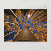 アリゾナ州フラッグスタッフの木々（サンフランシスコ・ピーク） ポストカード (正面)