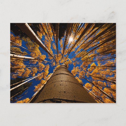 アリゾナ州フラッグスタッフの木々(サンフランシスコ・ピーク) ポストカード (正面)