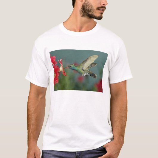 アリゾナ州マデラキャニオンのペチュニアで給餌する雄 Tシャツ (正面)