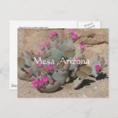 アリゾナ州メサで咲くピンクのサボテンの花 ポストカード (正面/裏面)