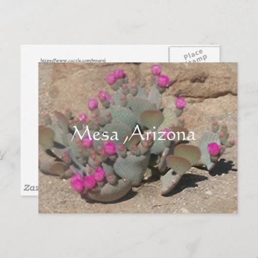 アリゾナ州メサで咲くピンクのサボテンの花 ポストカード