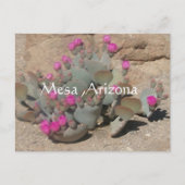 アリゾナ州メサで咲くピンクのサボテンの花 ポストカード