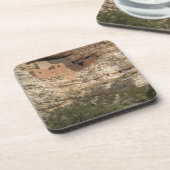 アリゾナ州モンテズマ城国立記念物 コースター (左側)