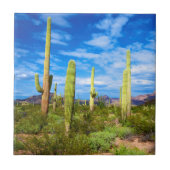 アリゾナ州砂漠のサボテンの風景 タイル (正面)