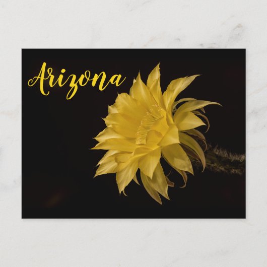 アリゾナ州開花のサボテンの花 ポストカード (正面)
