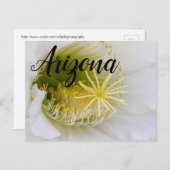 アリゾナ州開花の白いサボテンの中 ポストカード (正面/裏面)