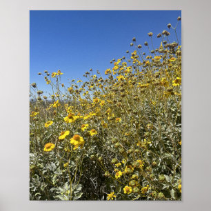 アリゾナ砂漠の黄色の花の風景 ポスター