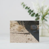 アリゾナ砂漠はがきトカゲ ポストカード (スタンド正面)