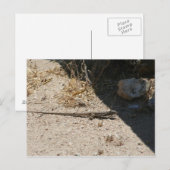 アリゾナ砂漠はがきトカゲ ポストカード (正面/裏面)