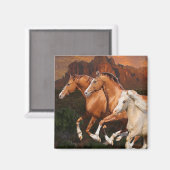 アリゾナ野生馬 マグネット (正面/裏面)