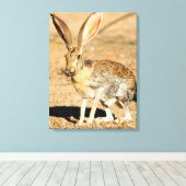 アリゾナ,アンテロープジャックラビットポートレート キャンバスプリント (インサイチュ (ウッドフロア))