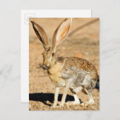 アリゾナ,アンテロープジャックラビットポートレート ポストカード (正面/裏面)