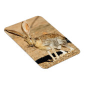 アリゾナ,アンテロープジャックラビットポートレート マグネット (右側)