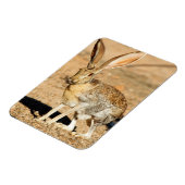 アリゾナ,アンテロープジャックラビットポートレート マグネット (左側)