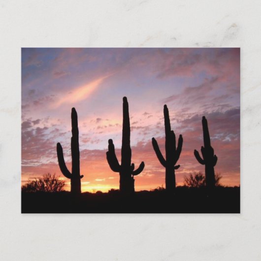 「アリゾナ・ショー」 ポストカード (正面)