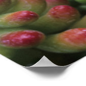 アリゾナ・ソノラ砂漠博物館セダム工場 ポスター (角)