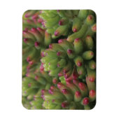 アリゾナ・ソノラ砂漠博物館セダム工場 マグネット (縦)