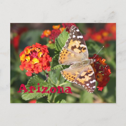 アリゾナ ポストカード (正面)