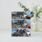 アリューシャンキツネ盗用キャットフード ポストカード (スタンド正面)