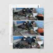 アリューシャンキツネ盗用キャットフード ポストカード (正面/裏面)