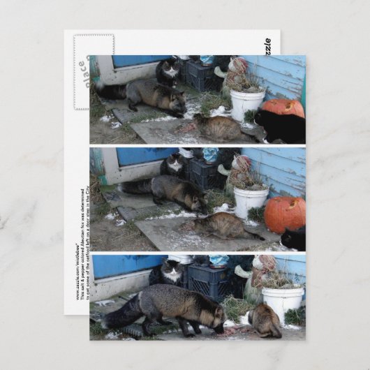 アリューシャンキツネ盗用キャットフード ポストカード (正面/裏面)