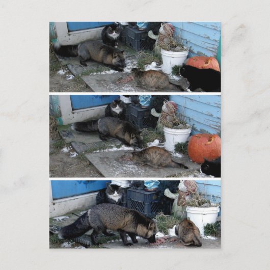 アリューシャンキツネ盗用キャットフード ポストカード (正面)