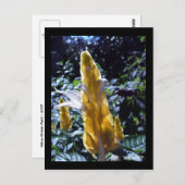 アリ葉書き付き黄色エビ工場 ポストカード (正面/裏面)