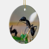 アリ食べの昆虫 セラミックオーナメント (右)