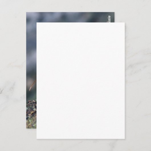 アリ2個 ポストカード (正面/裏面)