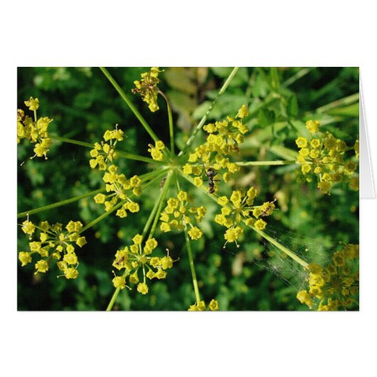 アリ、くもの巣、雑草 (正面横)