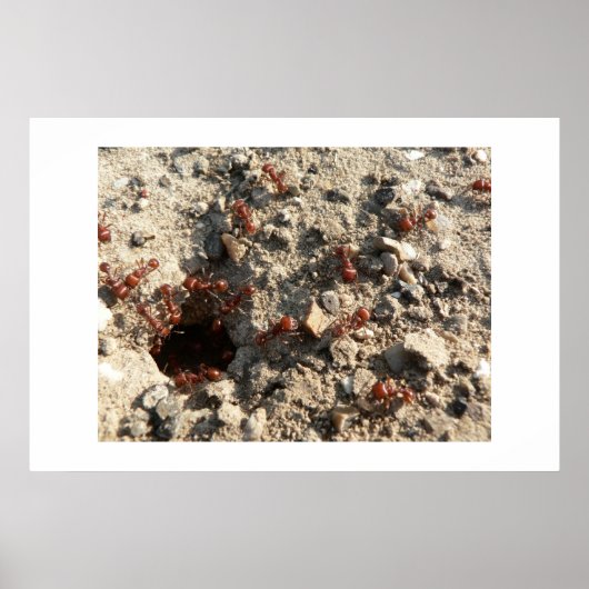 アリ。 ポスター (正面)