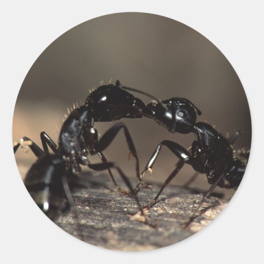 アリ ラウンドシール (正面)