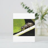 アリb ポストカード (スタンド正面)