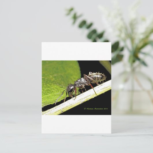 アリb ポストカード (スタンド正面)