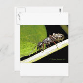 アリb ポストカード (正面/裏面)