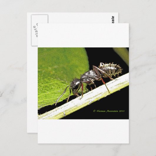 アリb ポストカード (正面/裏面)