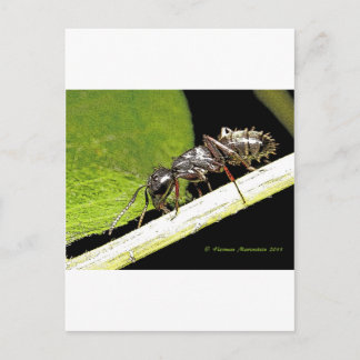 アリb ポストカード