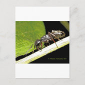 アリb ポストカード (正面)