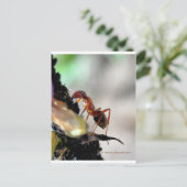 アリg ポストカード (スタンド正面)