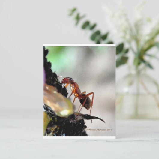 アリg ポストカード (スタンド正面)