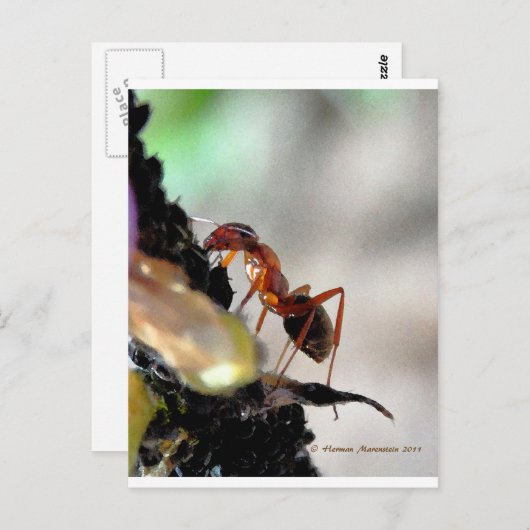 アリg ポストカード (正面/裏面)