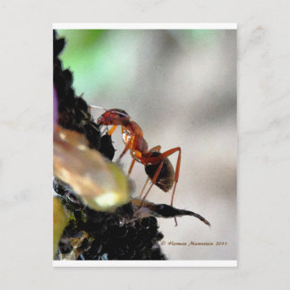 アリg ポストカード