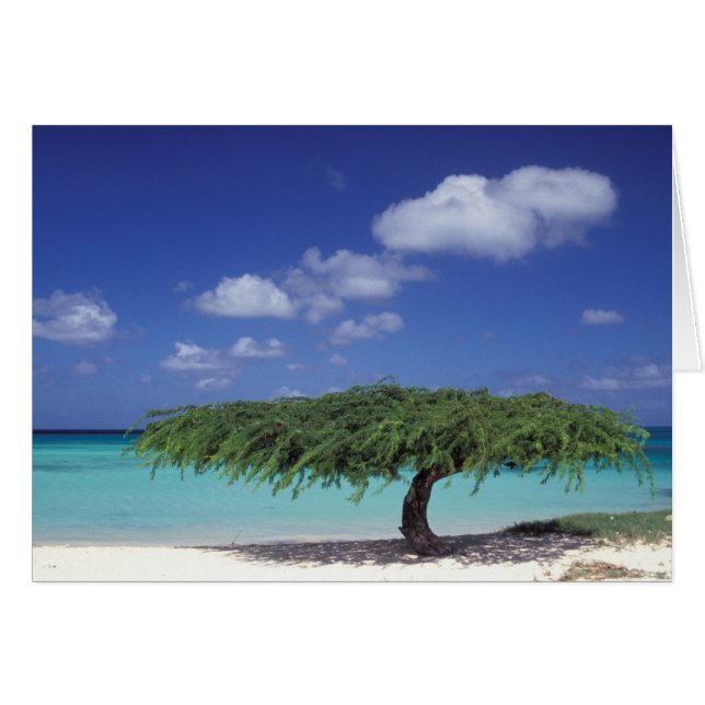 アルカリブのバ。イーグルビーチ (正面横)