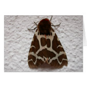 アルクティア・カハ (正面横)