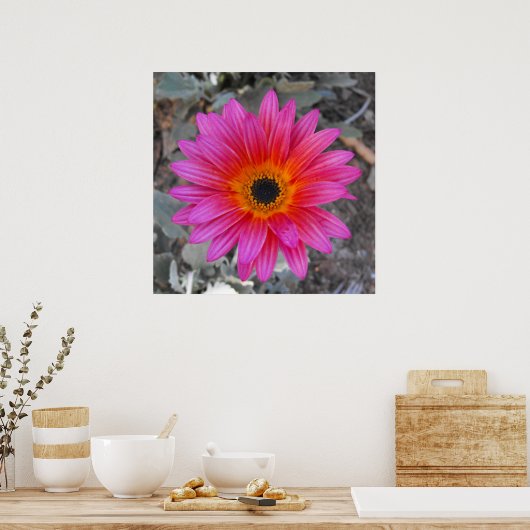 アルクトティス – アフリカデイジー ポスター (キッチン)