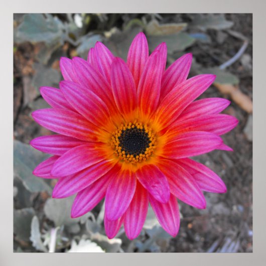 アルクトティス – アフリカデイジー ポスター (正面)