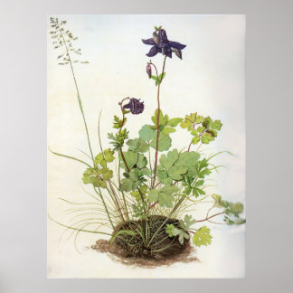 アルケレブルーメ – アルブレヒトDurer - c1500 ポスター