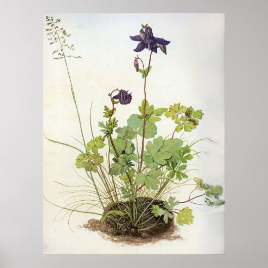 アルケレブルーメ – アルブレヒトDurer - c1500 ポスター (正面)